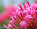 JOE_0529s