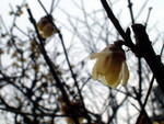 DSCF2216