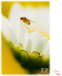insecta0011
