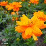 080525_R0010157