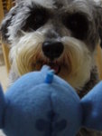 nice to meet u stitch!