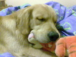 LittleDickSleeps