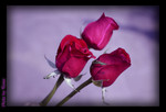 Rose1
