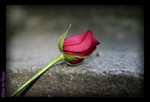 Rose2