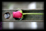 Rose3