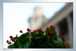 flower3