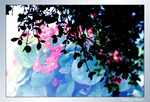 flower5a