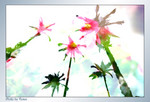 flower8