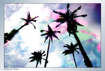 flower9