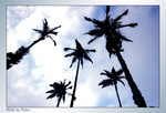 vphoto26