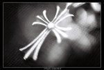 Photo4