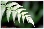 Photo-9