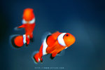Fish8