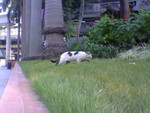 pic00033