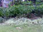 pic00034