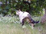 pic00037