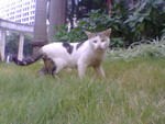 pic00038
