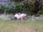 pic00039