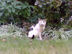 pic00040