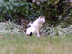 pic00041