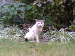 pic00043
