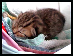 babycat