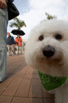 dog2