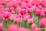 flowershow2006_01