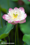 Lotus20060626_01