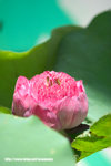 Lotus20060626_02