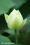 Lotus20060626_03