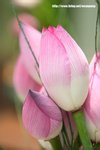 Lotus20060626_06
