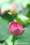 Lotus20060626_07