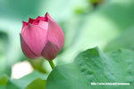 Lotus20060626_08