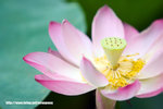 Lotus20060626_09