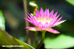 Lotus20060626_10