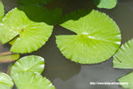 Lotus20060626_11