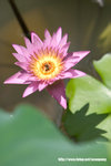 Lotus20060626_12