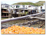 Tai O_03