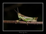 DSC_n7462
