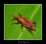DSC_n7534b