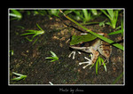 DSC_n7595b