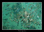 DSC_3551int