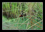 DSC_2592int