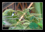 DSC_2619bint