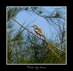 DSC_2663int
