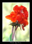 DSC_2665int