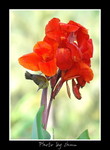 DSC_2668int