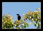 DSC_2685int