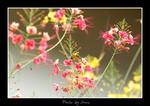 DSC_2712int
